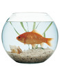 Goldisch