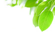 Photo: green leaves green leaves