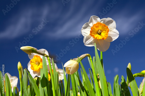 Photo: daffodil and blu sky daffodil and blu sky