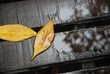 Two yellow leaf on wood bridge Two yellow leaf on wood bridge