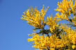 Mimose, festa della donna