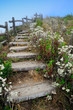 Wood stairway lined with white flowering