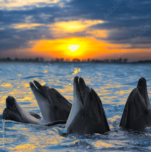 Photo: dolphins dolphins