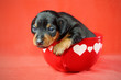 Miniature Pinscher Puppy