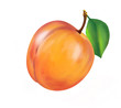 nectarine