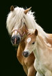 Haflinger Stute mit Fohlen schwarz