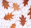 Leaves on the snow