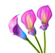 callas