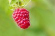 Red raspberry Red raspberry