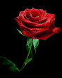 Wet Red Rose