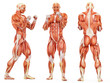 muscle man triple fighter pose