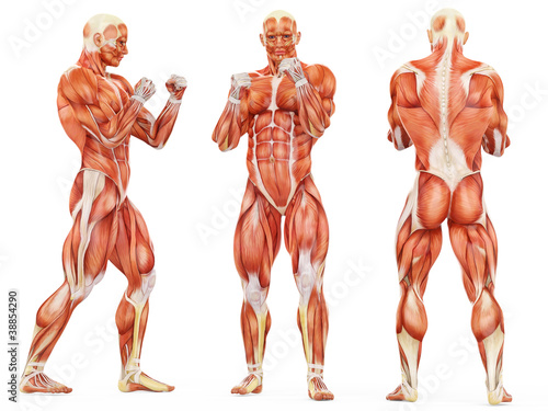 Illustration: muscle man triple fighter pose muscle man triple fighter pose
