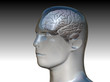 Cervello anatomia testa umano