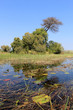 Okavango Delta water and plant landscape.