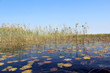 Okavango Delta water and 