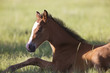 Colt newborn in field