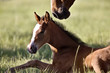 Colt newborn in field