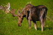 Moose