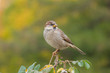 Sparrow against foliage