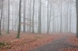 Buchenwald