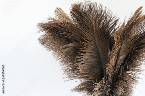 Photo: Feather duster close-up on white Feather duster close-up on white
