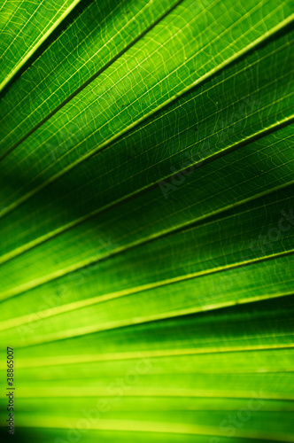 Photo: Green Leaf Texture Green Leaf Texture