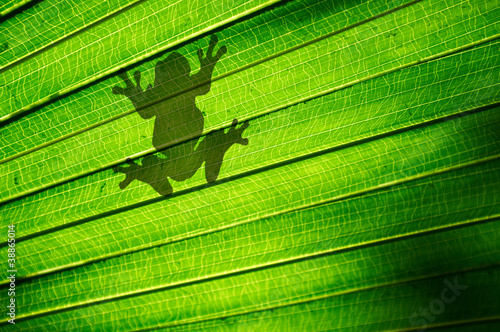 Photo: Frog Silhouette Frog Silhouette