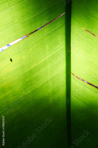 Photo: Green Leaf Texture Green Leaf Texture