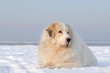 Weisser Hund im Schnee
