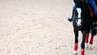 horse hoof walking on the sand