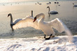 beware of the swan/Schwanenangriff