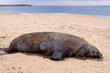 Toter Seelöwe. Fox Beach. Australien