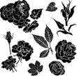 Set of floral design elements - rose flowers
