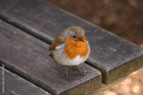 Photo: European Robin - Erithacus rubecula European Robin - Erithacus rubecula