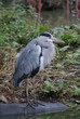 Grey Heron - Ardea cinerea