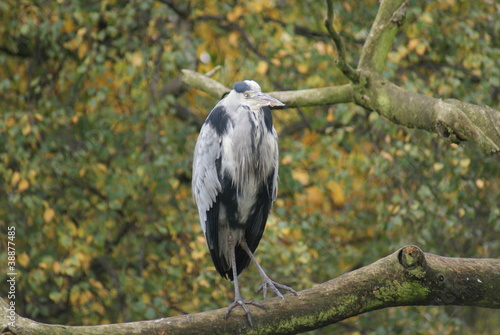 Photo: Grey Heron - Ardea cinerea Grey Heron - Ardea cinerea