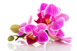 Tropical pink orchid