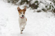 Parson Jack Russell Terrier running in snow