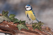 Blue tit (Parus caeruleus)