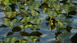 Wetland vegetation in Florida
