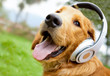 Dog with headphones