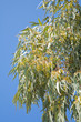 flowering Eucalyptus branches against blue sky flowering Eucalyptus branches against blue sky