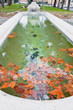 autumn sycamore leafs in pool