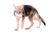 ängstlicher Wolfshund Junghund