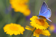 Common Blue butterfly - polyommatus icarus Common Blue butterfly - polyommatus icarus