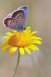 Silver-studded Blue (Plebejus argus) butterfly Silver-studded Blue (Plebejus argus) butterfly