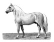Workhorse - Cheval de Trait 2