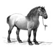 Workhorse - Cheval de Trait