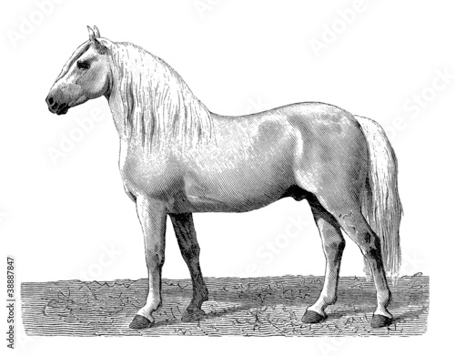 Illustration: Workhorse - Cheval de Trait 2 Workhorse - Cheval de Trait 2