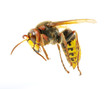 hornet
